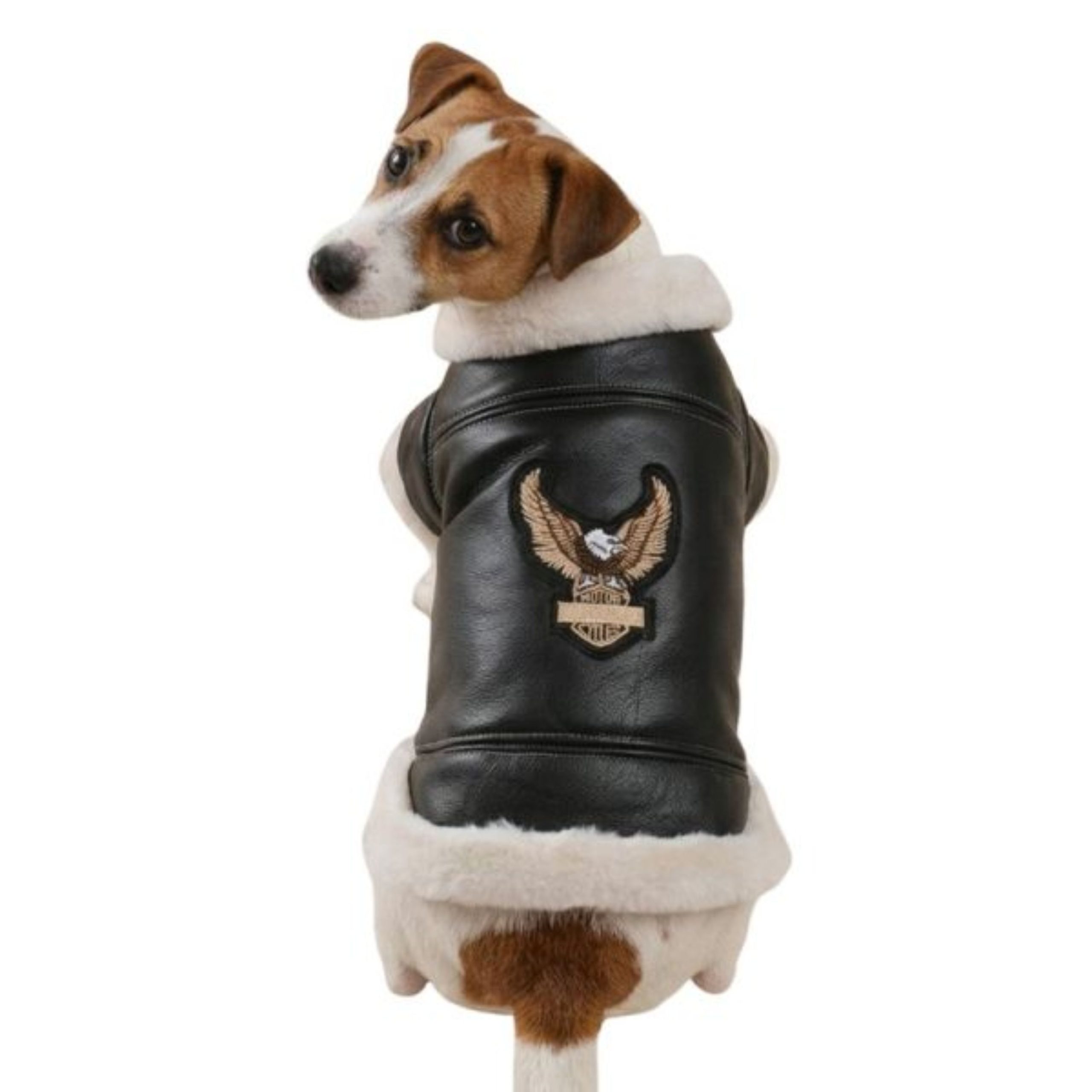Canine Couture
